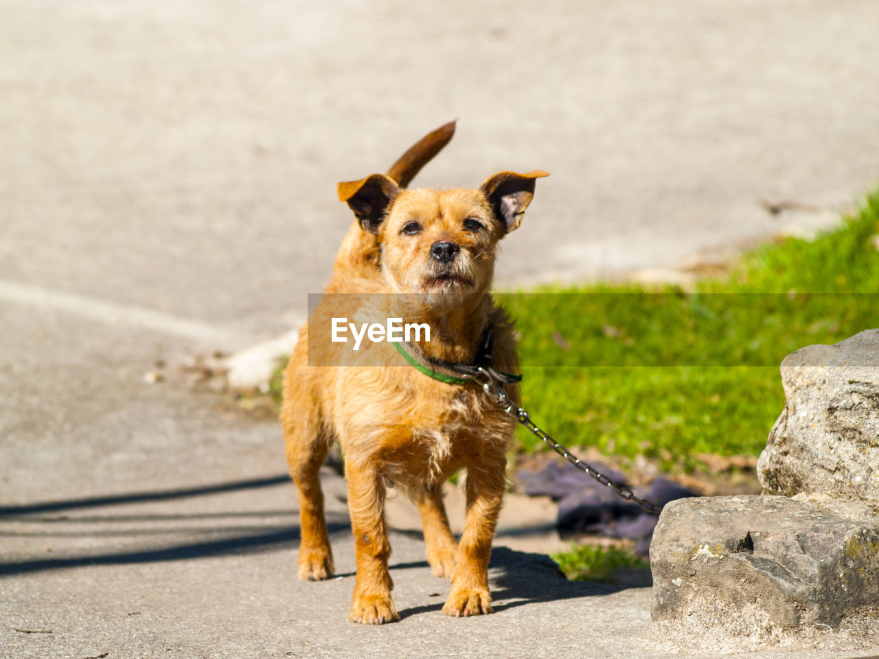 Portrait of dog standing by rock