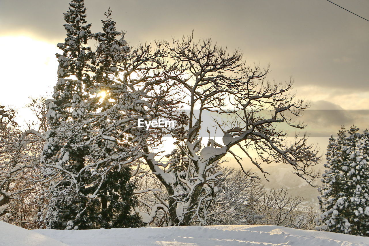 CLOSE-UP OF TREE DURING WINTER