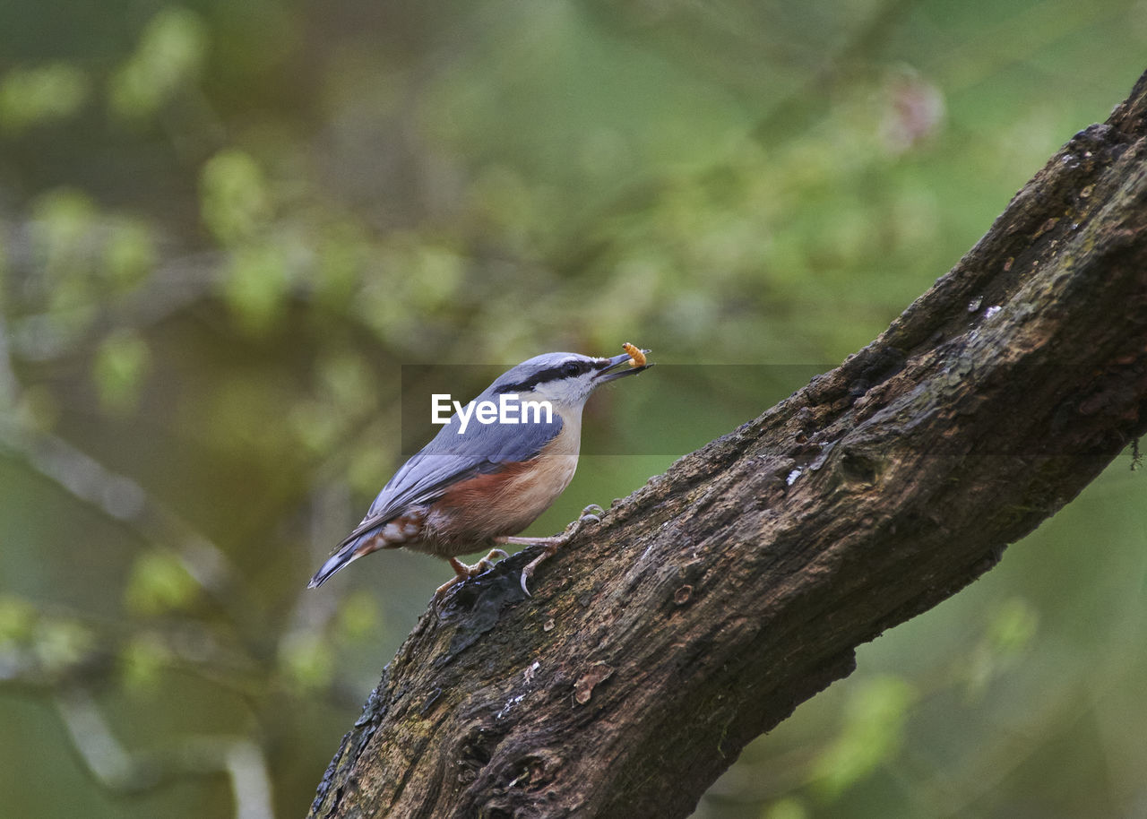 animal wildlife, animal themes, animal, bird, wildlife, tree, one animal, nature, perching, beak, plant, branch, beauty in nature, environment, multi colored, tree trunk, forest, outdoors, trunk, full length, no people, tropical bird, rainforest, focus on foreground, close-up, songbird, tropical climate, side view, tourism, wood, land