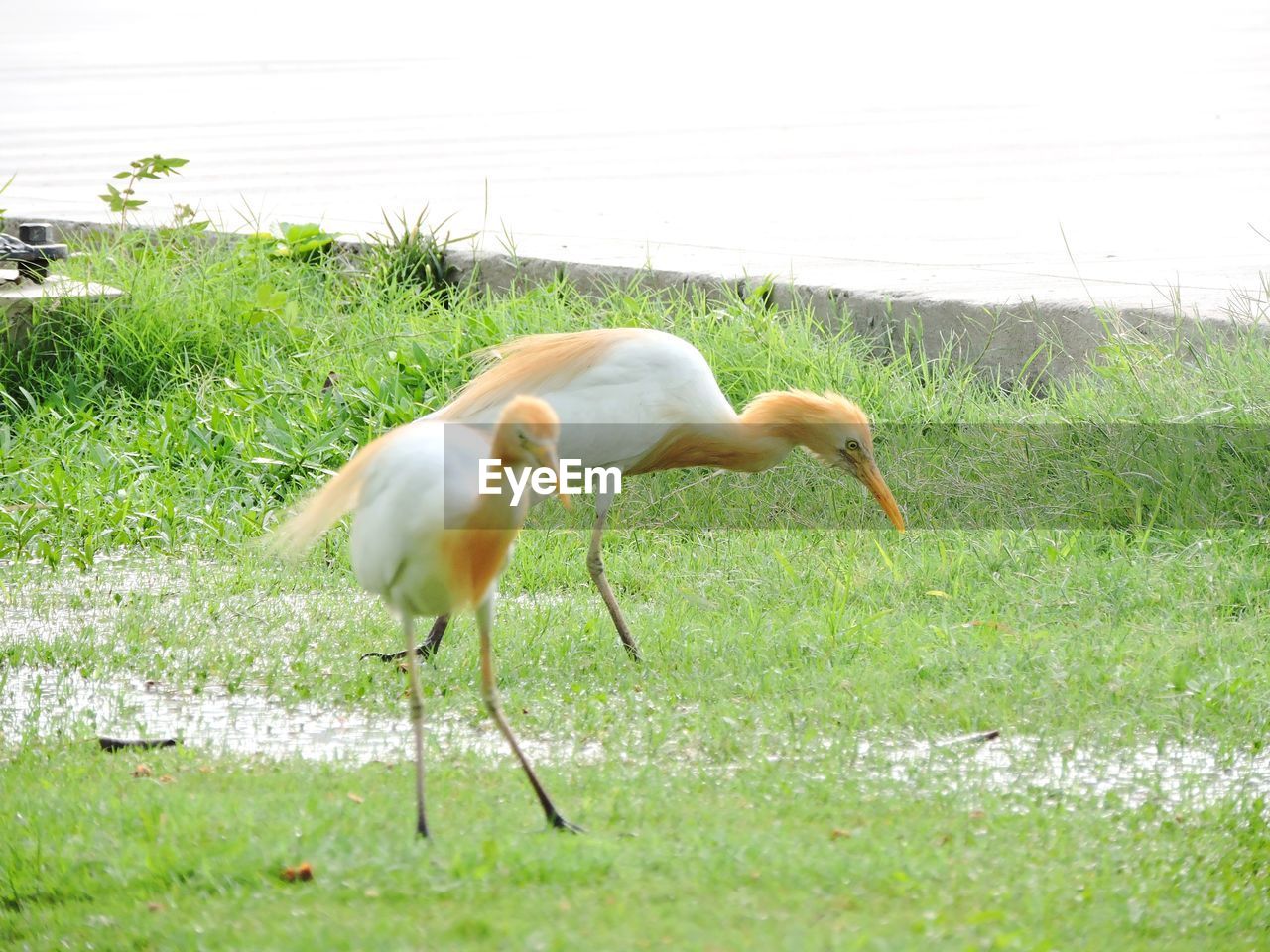 CLOSE-UP OF BIRD ON FIELD