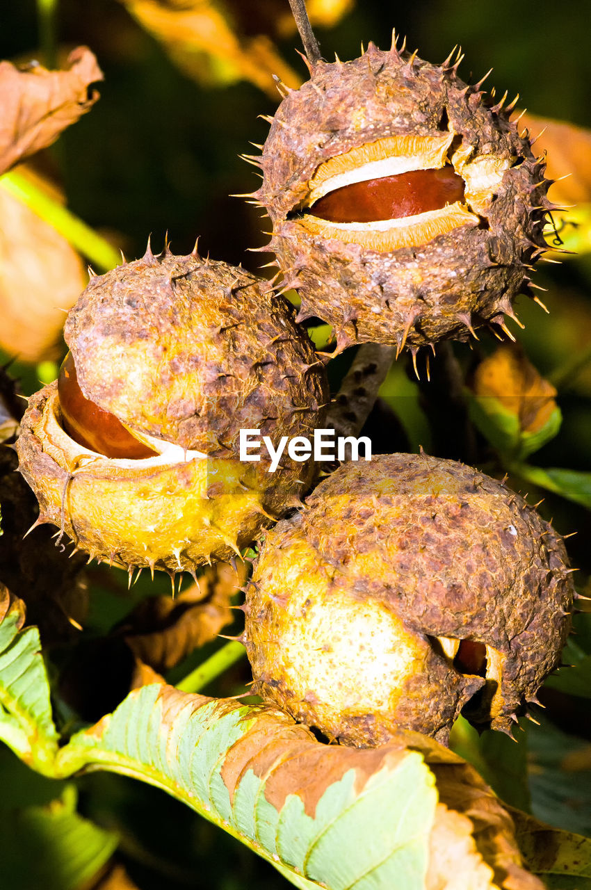 CLOSE-UP OF FRESH PRICKLY PEAR BY TREE