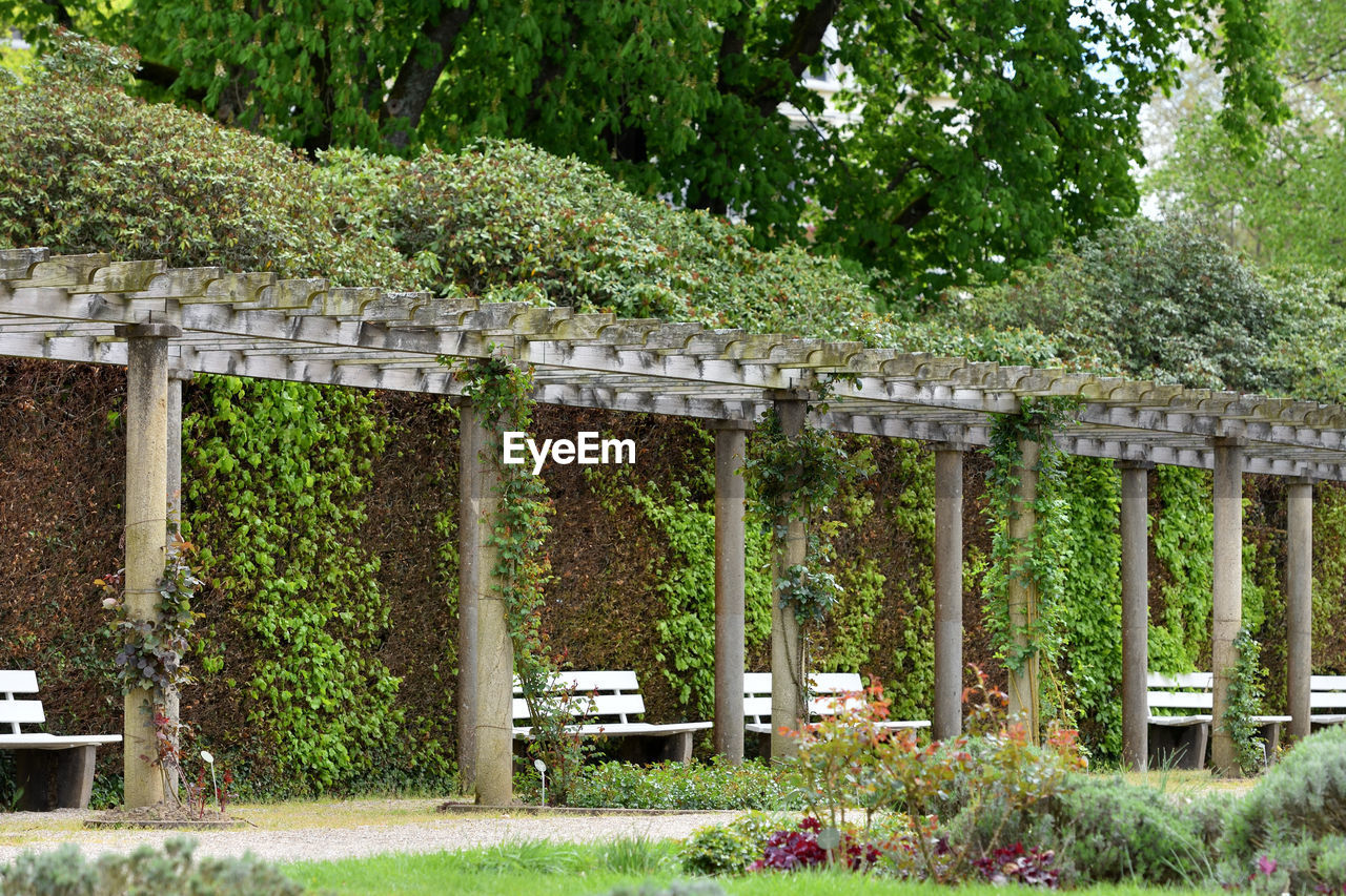 Long pergola with rose climbing plants in a european public park