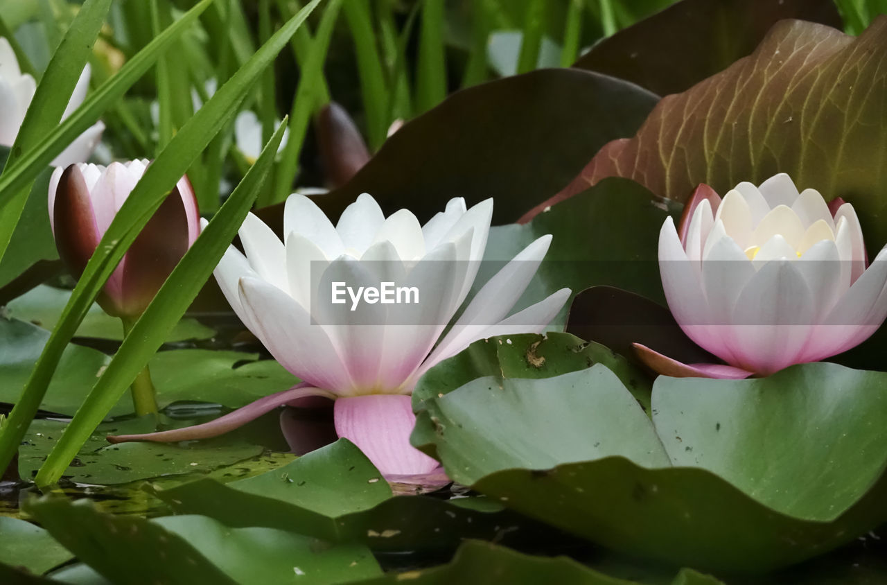 Close-up of water lily in lake