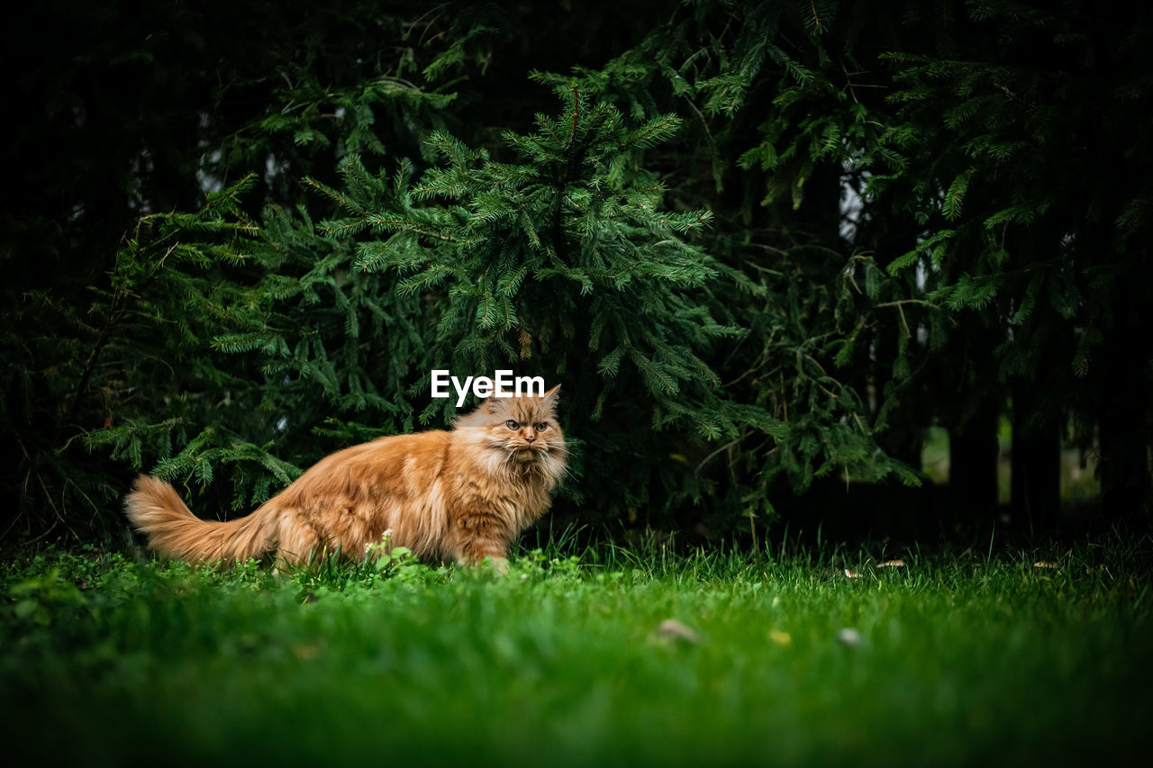 Cat lying on a field