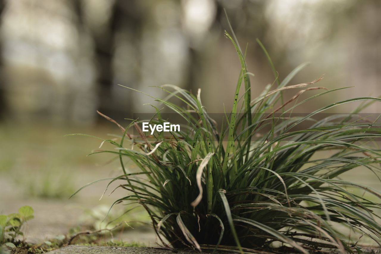 Close-up of grass growing on field