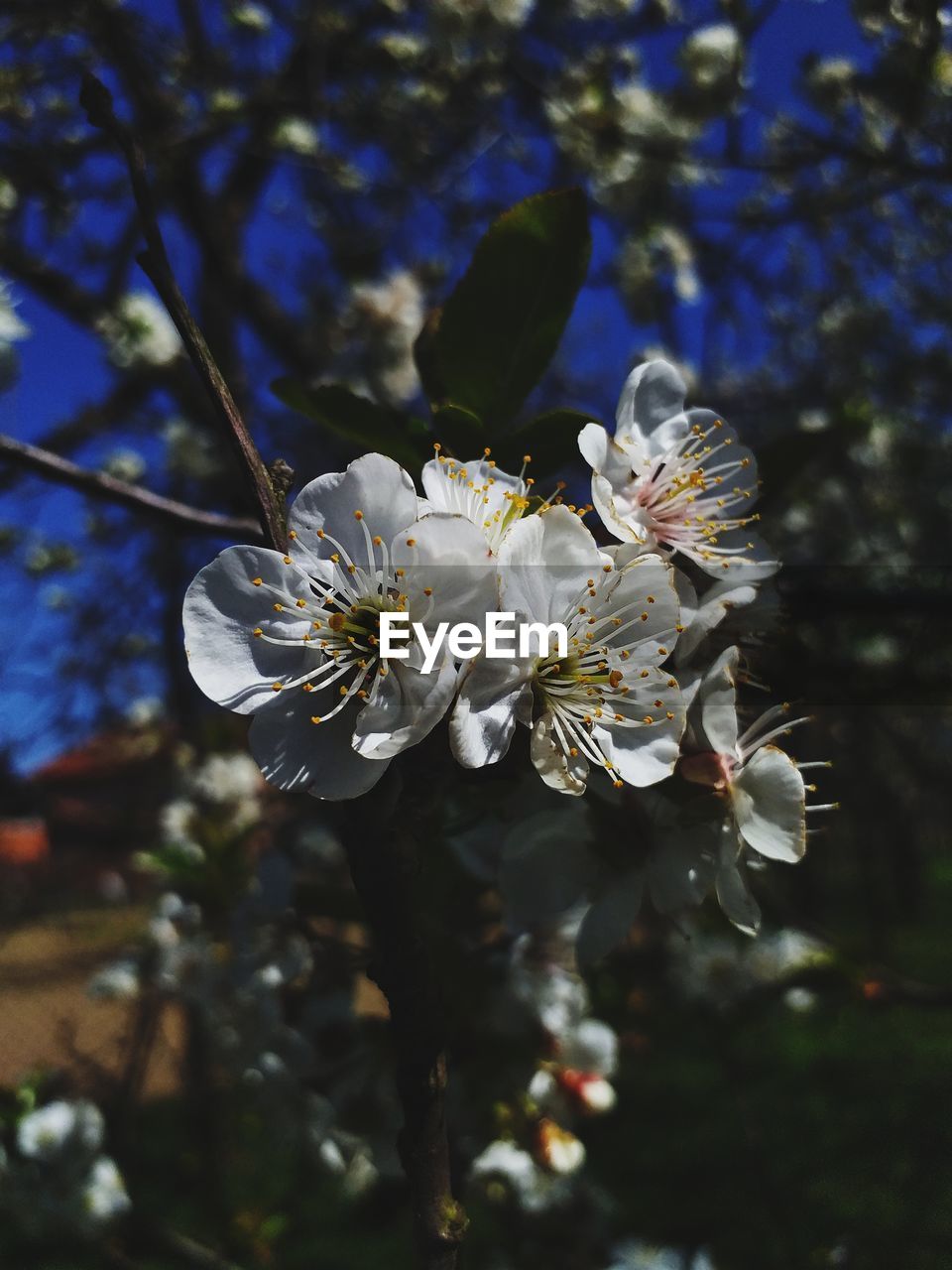 CLOSE-UP OF WHITE BLOSSOM