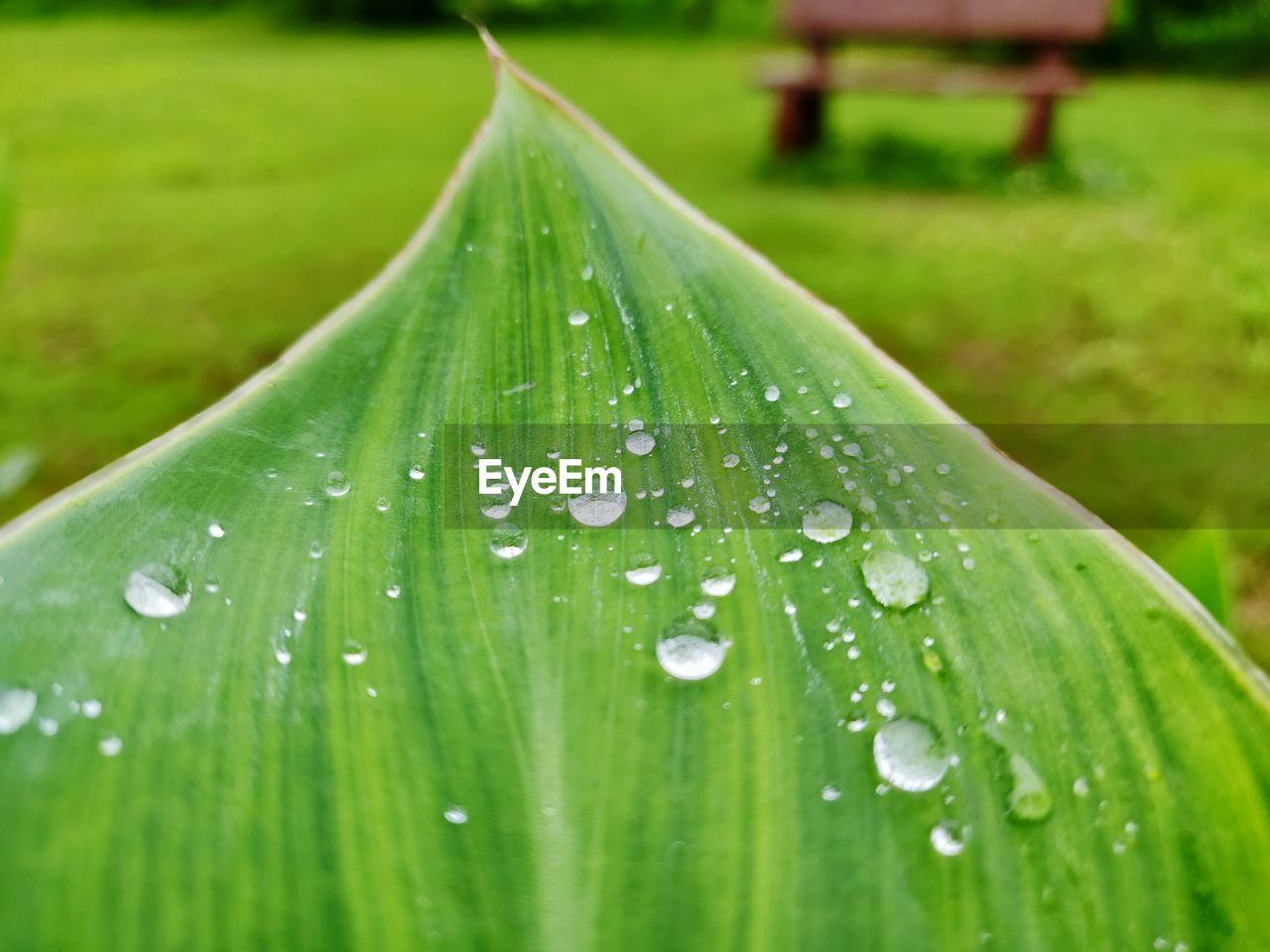 CLOSE-UP OF WATER DROPS ON LEAVES