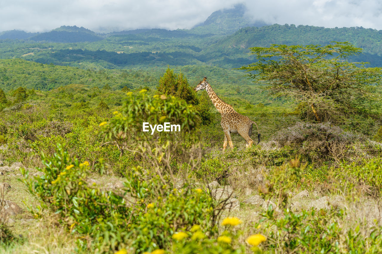 A giraffe walks in arusha national park, tanzania, 2021.