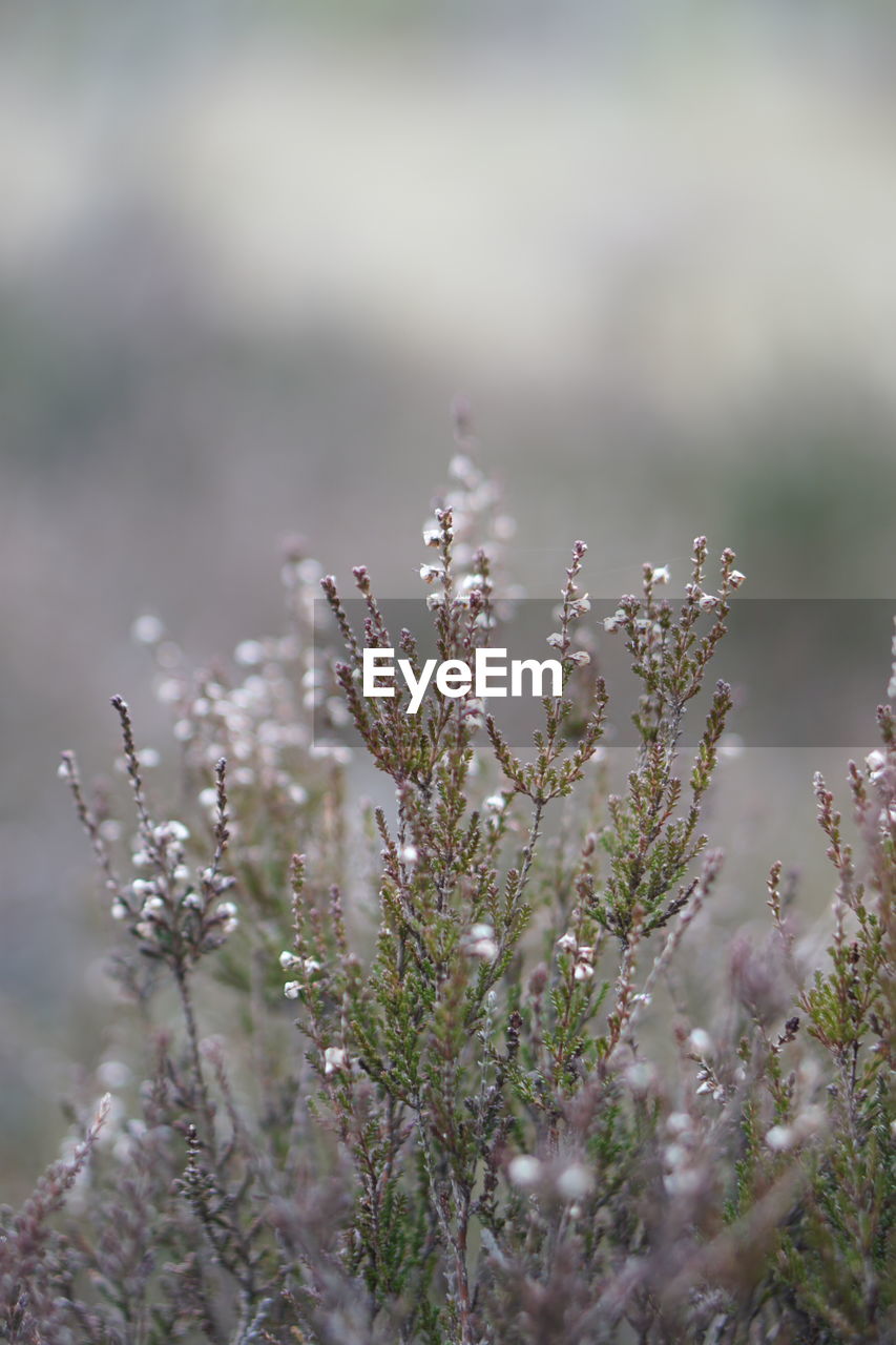 CLOSE-UP OF FLOWERING PLANTS ON SNOW