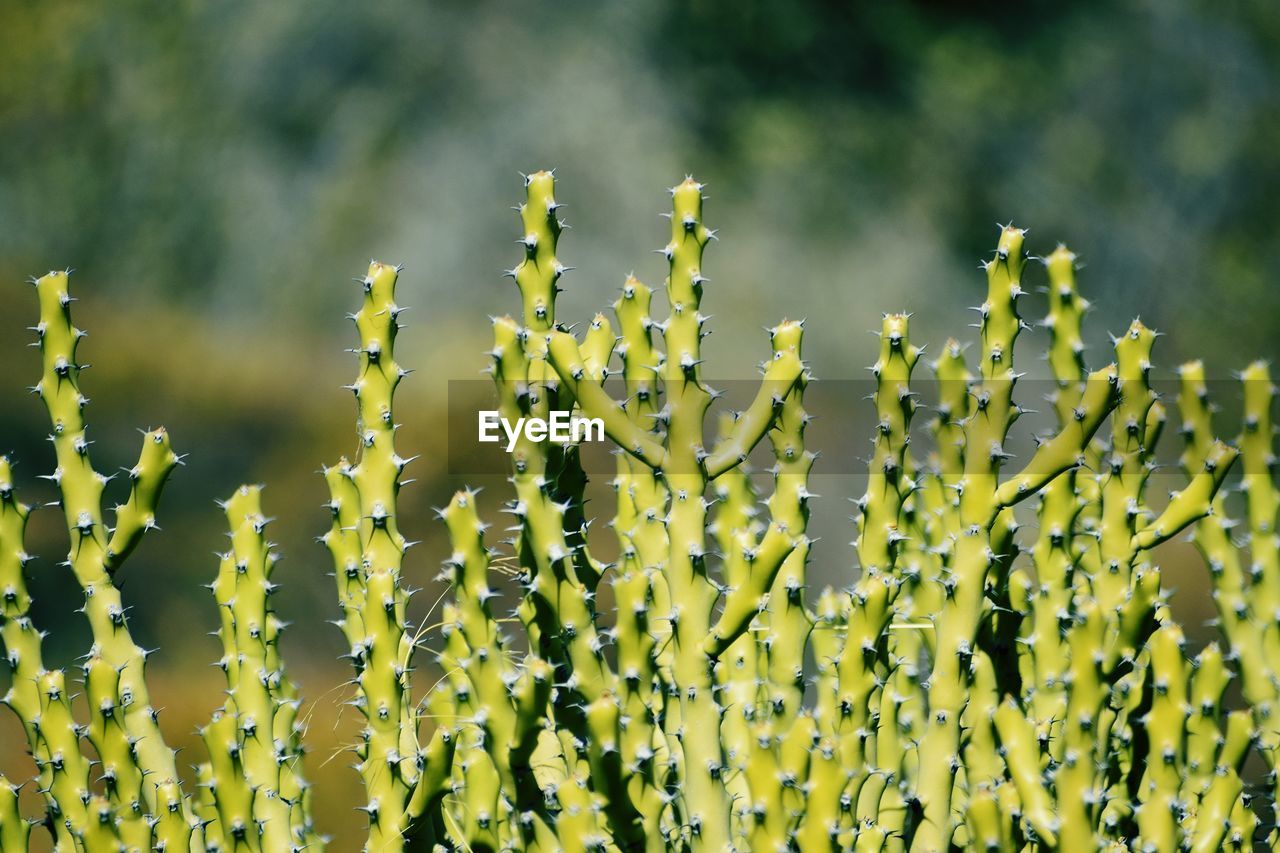 Close-up of plants growing on field