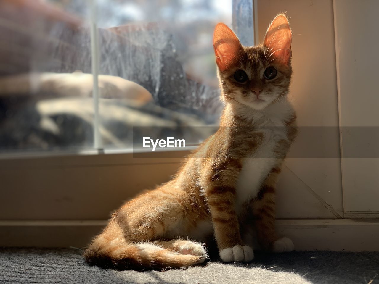 cat, animal themes, pet, animal, mammal, domestic animals, one animal, domestic cat, whiskers, feline, small to medium-sized cats, window, felidae, sitting, kitten, no people, sunlight, portrait, looking, looking at camera, indoors, day, nature, glass, relaxation, skin