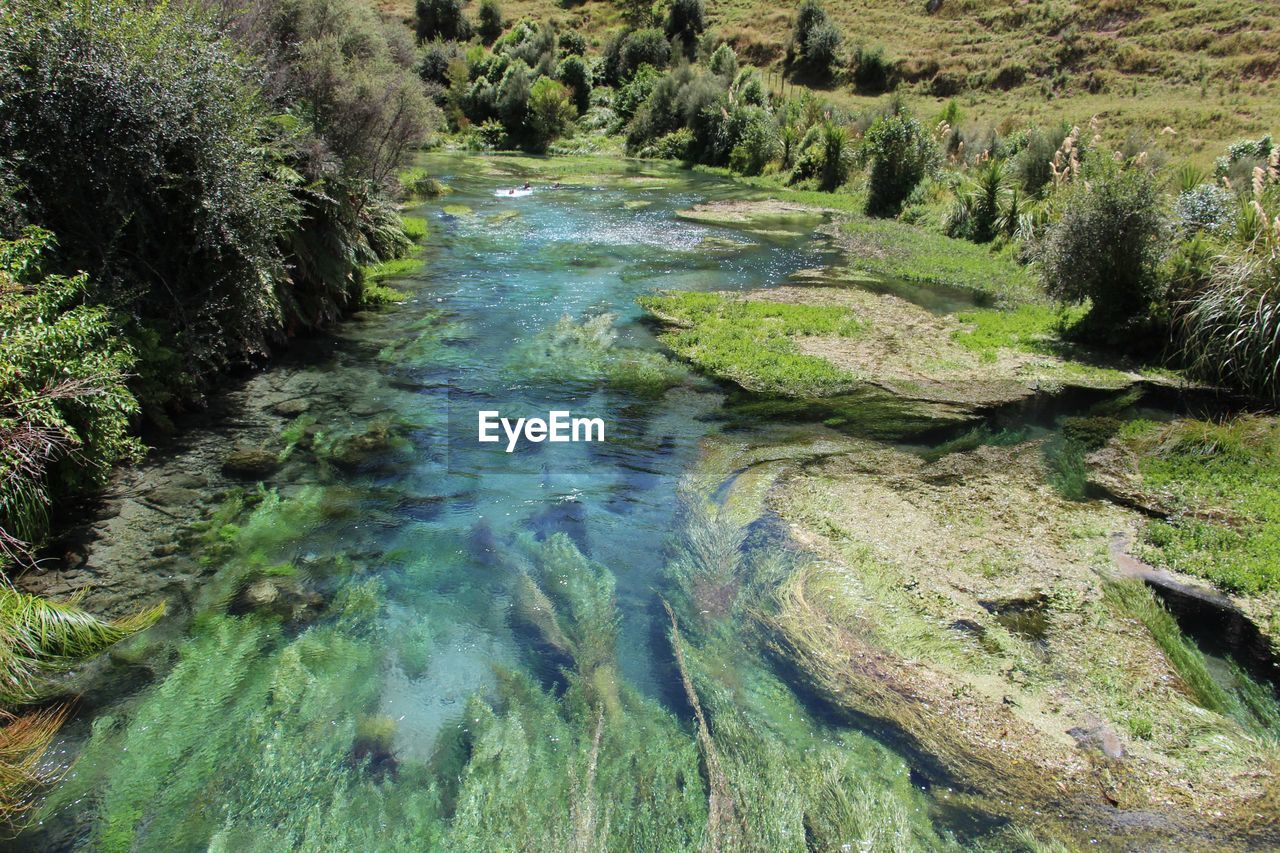 Scenic view of river flowing in forest