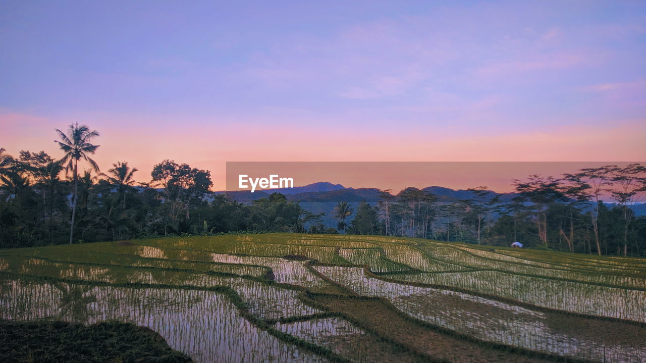 Scenic view of field against sky during sunrise