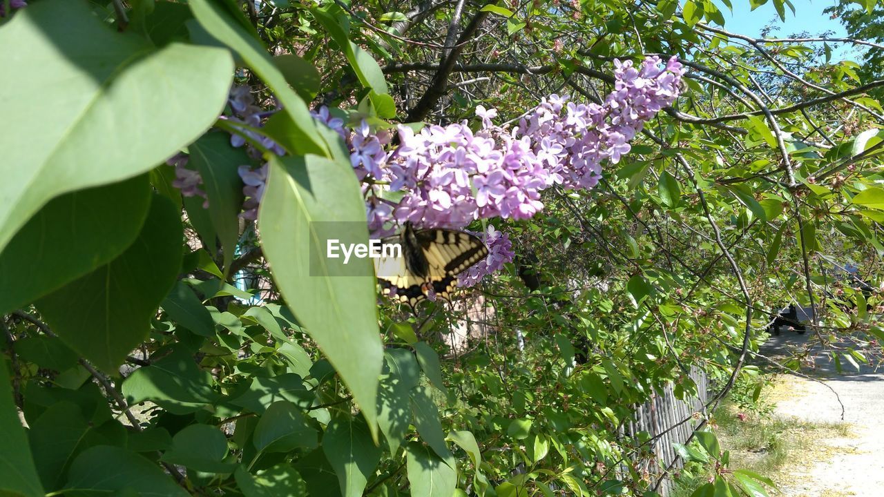 FLOWERS ON BRANCH