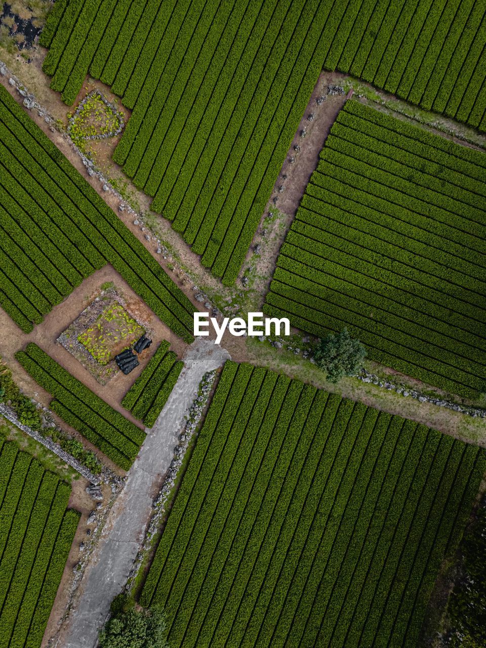 Top view of tea plantation south korea