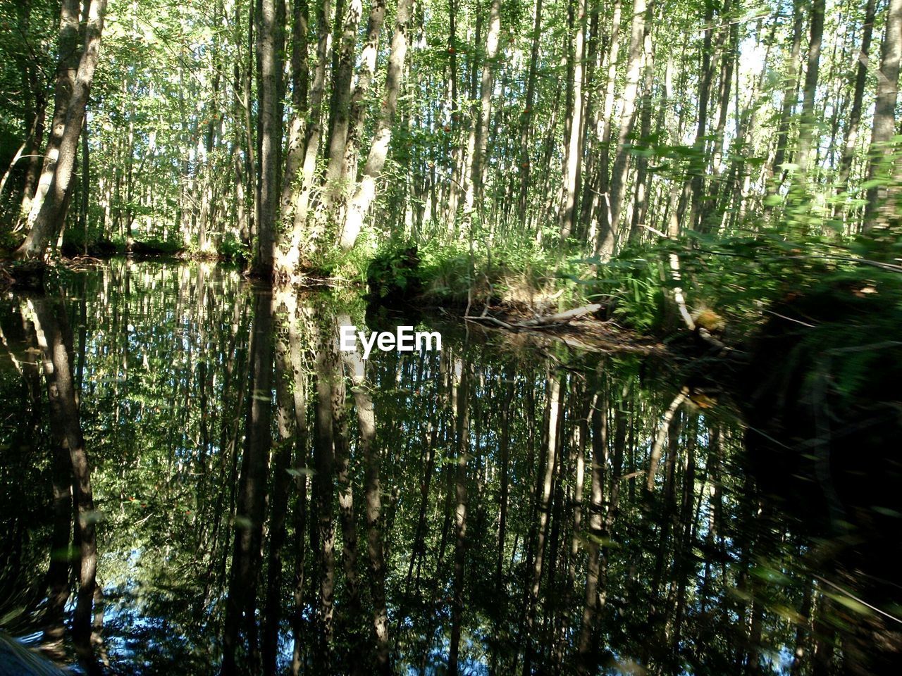 REFLECTION OF TREES ON LAKE