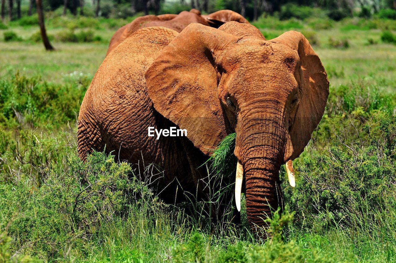 Elephant in samburu