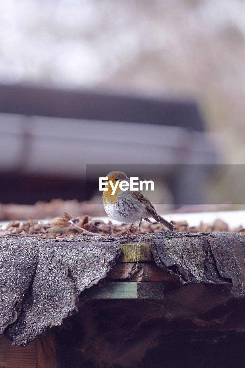 Close-up of bird perching on rock