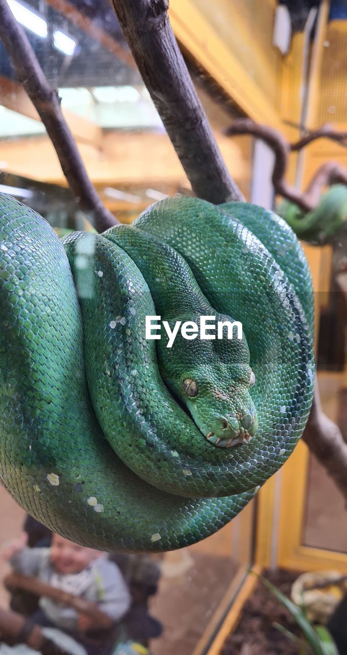 close-up of snake on plant