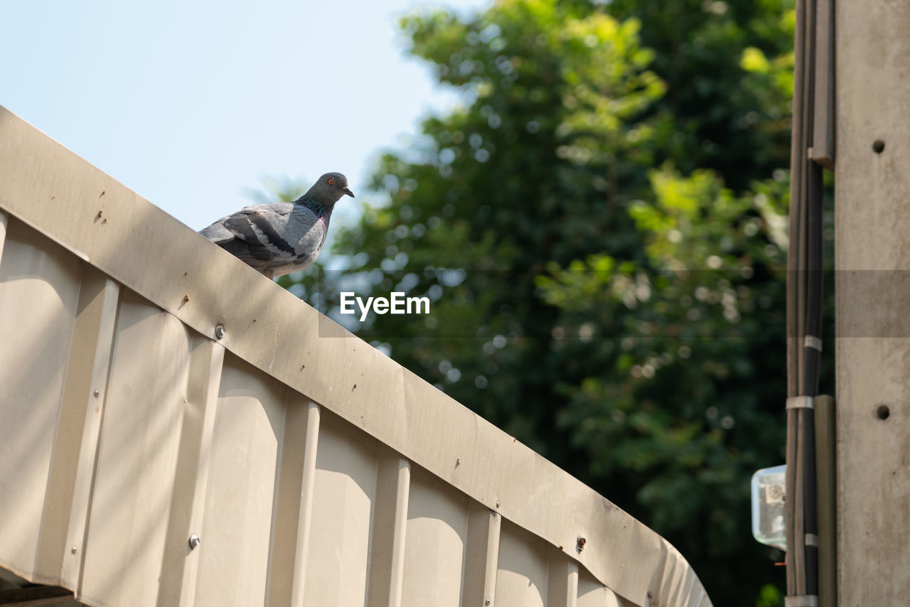 LOW ANGLE VIEW OF PIGEONS PERCHING ON RAILING