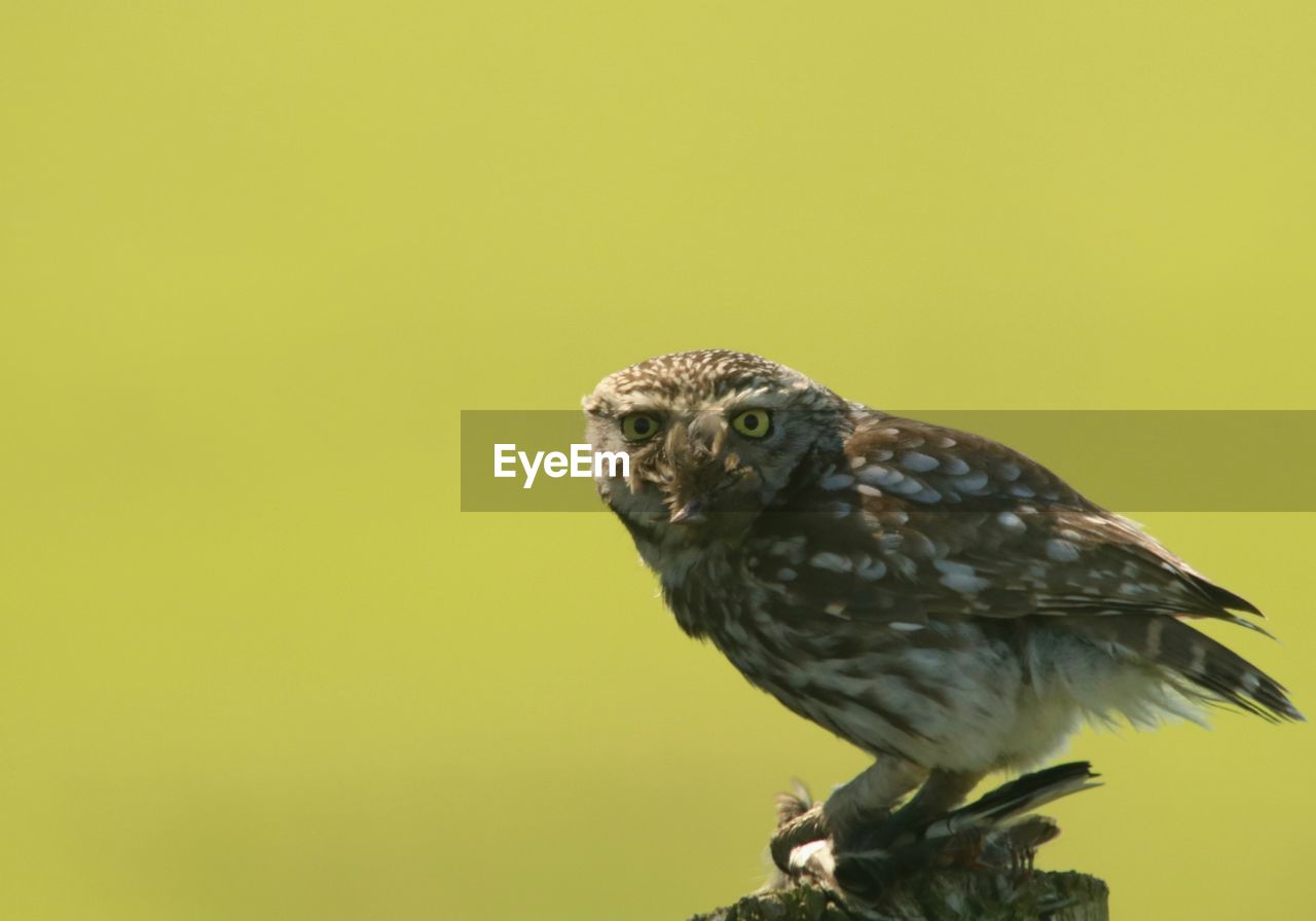 CLOSE-UP OF OWL PERCHING ON A YELLOW WALL