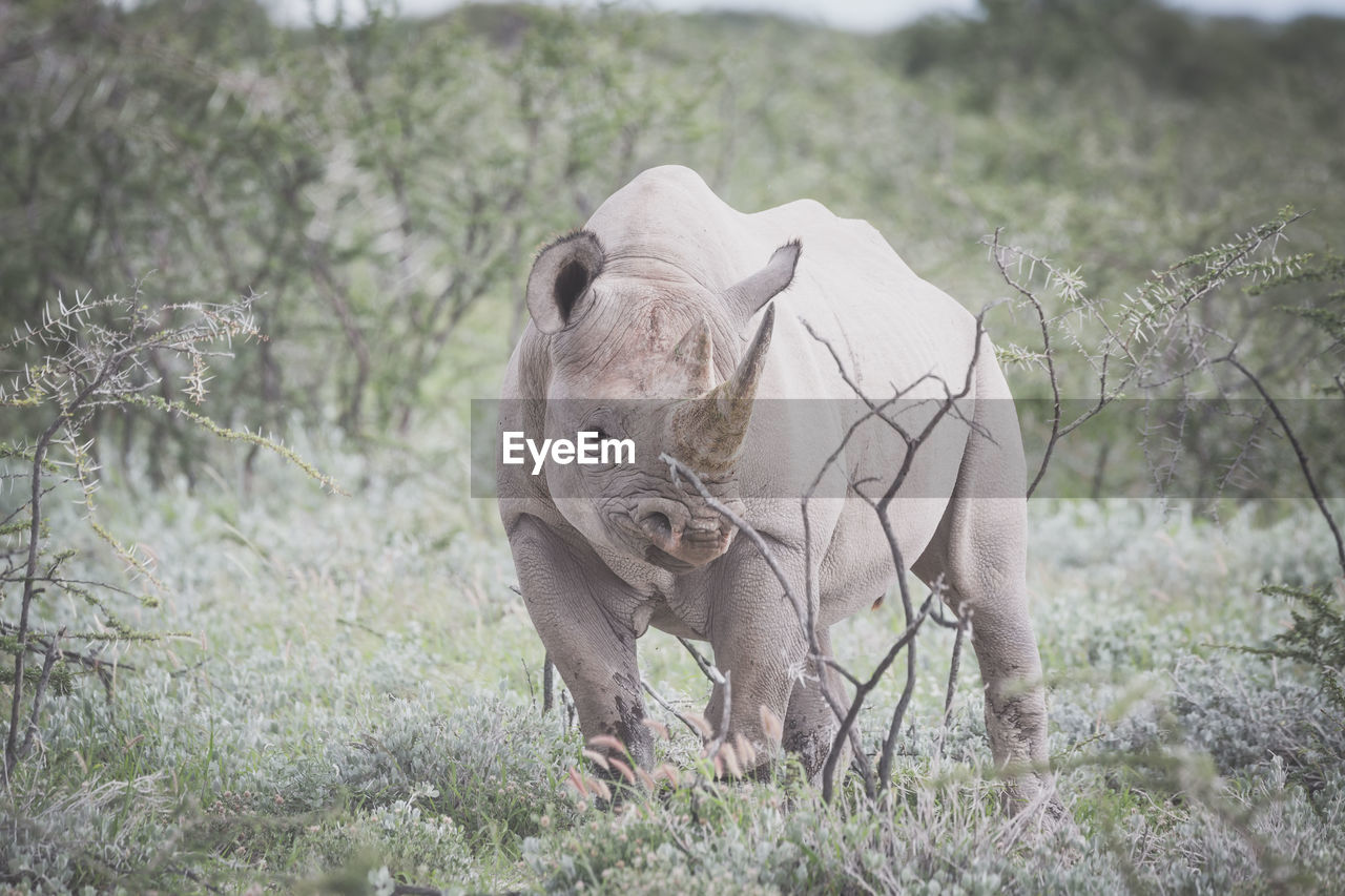 Rhino on field