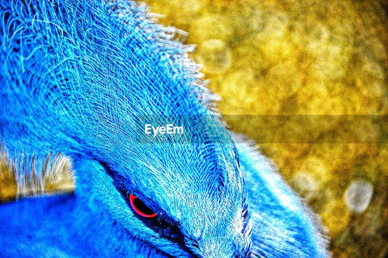 CLOSE-UP OF BLUE PEACOCK