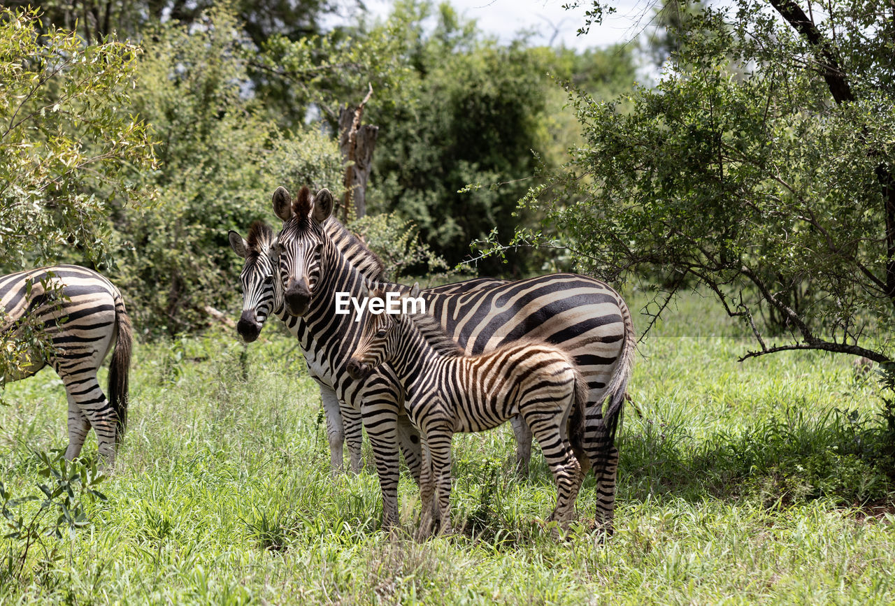 striped, zebra, animal, animal themes, animal wildlife, mammal, wildlife, plant, group of animals, tree, safari, nature, no people, grass, savanna, animal markings, field, land, domestic animals, two animals, herbivorous, beauty in nature, green, outdoors, day, pattern, adventure, standing, growth, herd, foal, jungle, tourism, plain