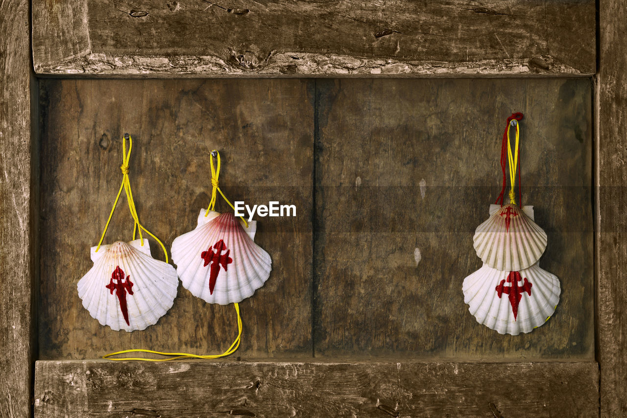 Compostela pilgrim scallops in wood background , way of st james , camino de santiago