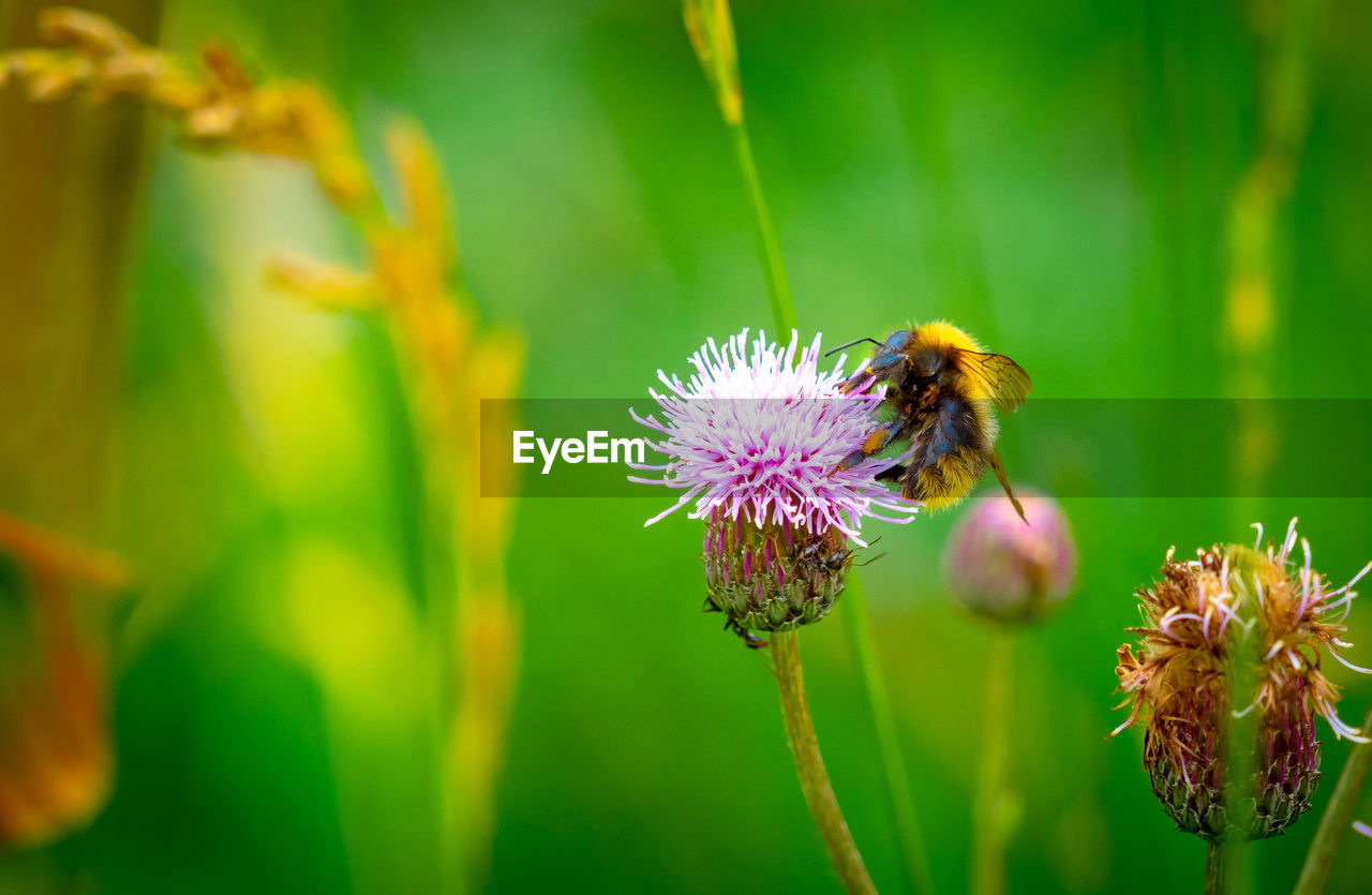 Close-up of bee pollinating on purple flower