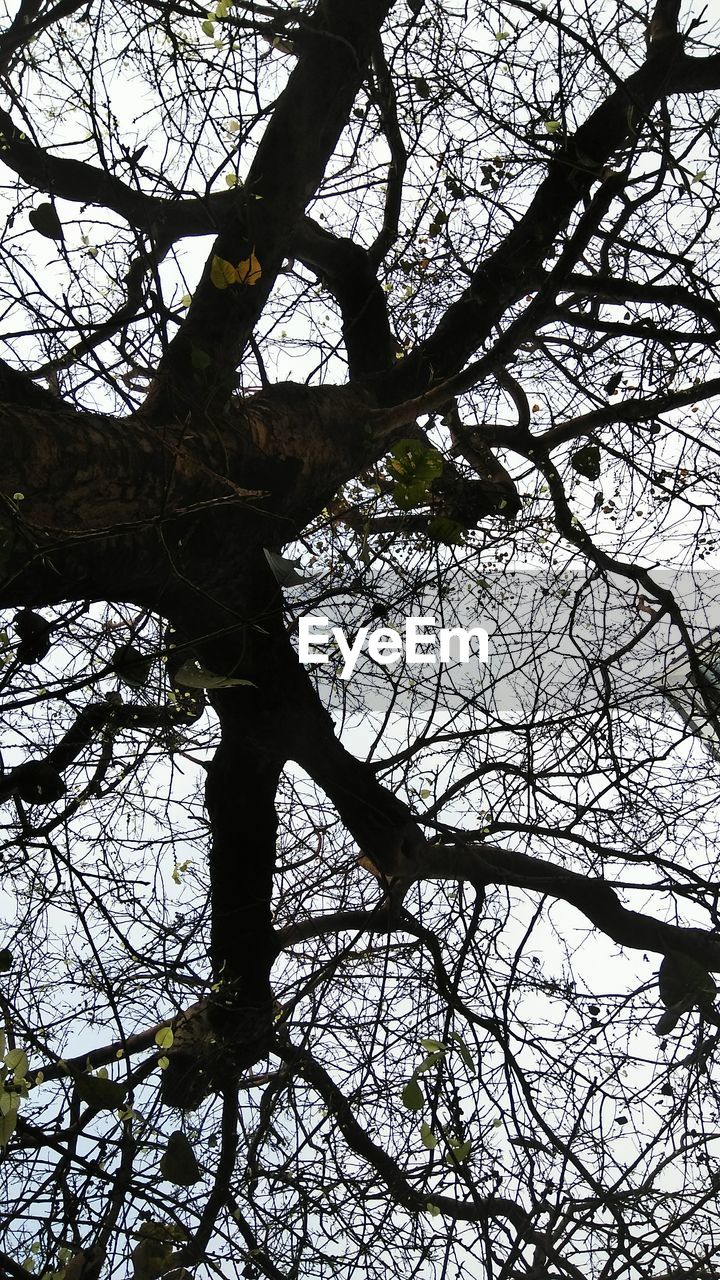 LOW ANGLE VIEW OF BARE TREES AGAINST SKY