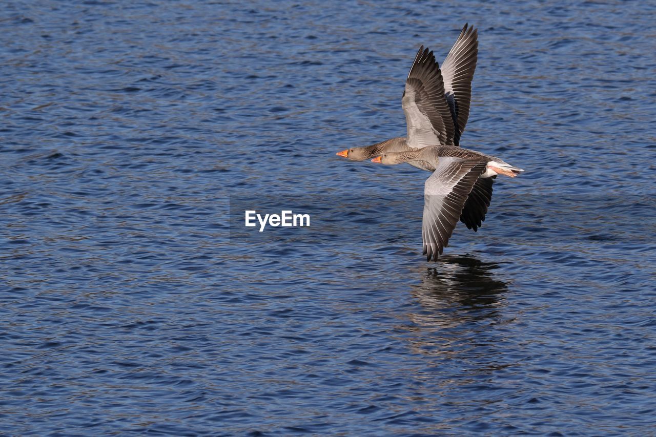 BIRD FLYING OVER SEA