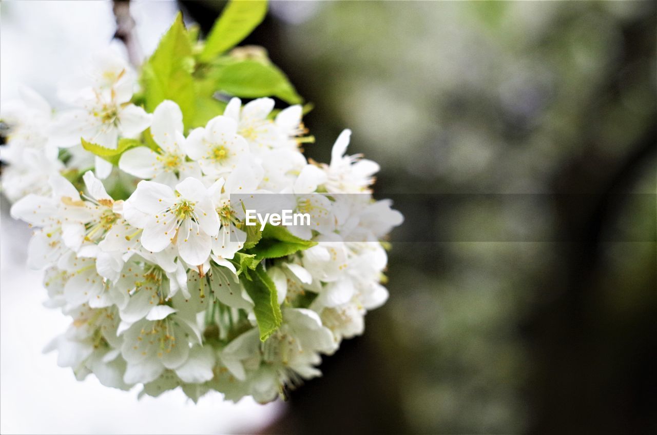 CLOSE UP OF WHITE BLOSSOMS