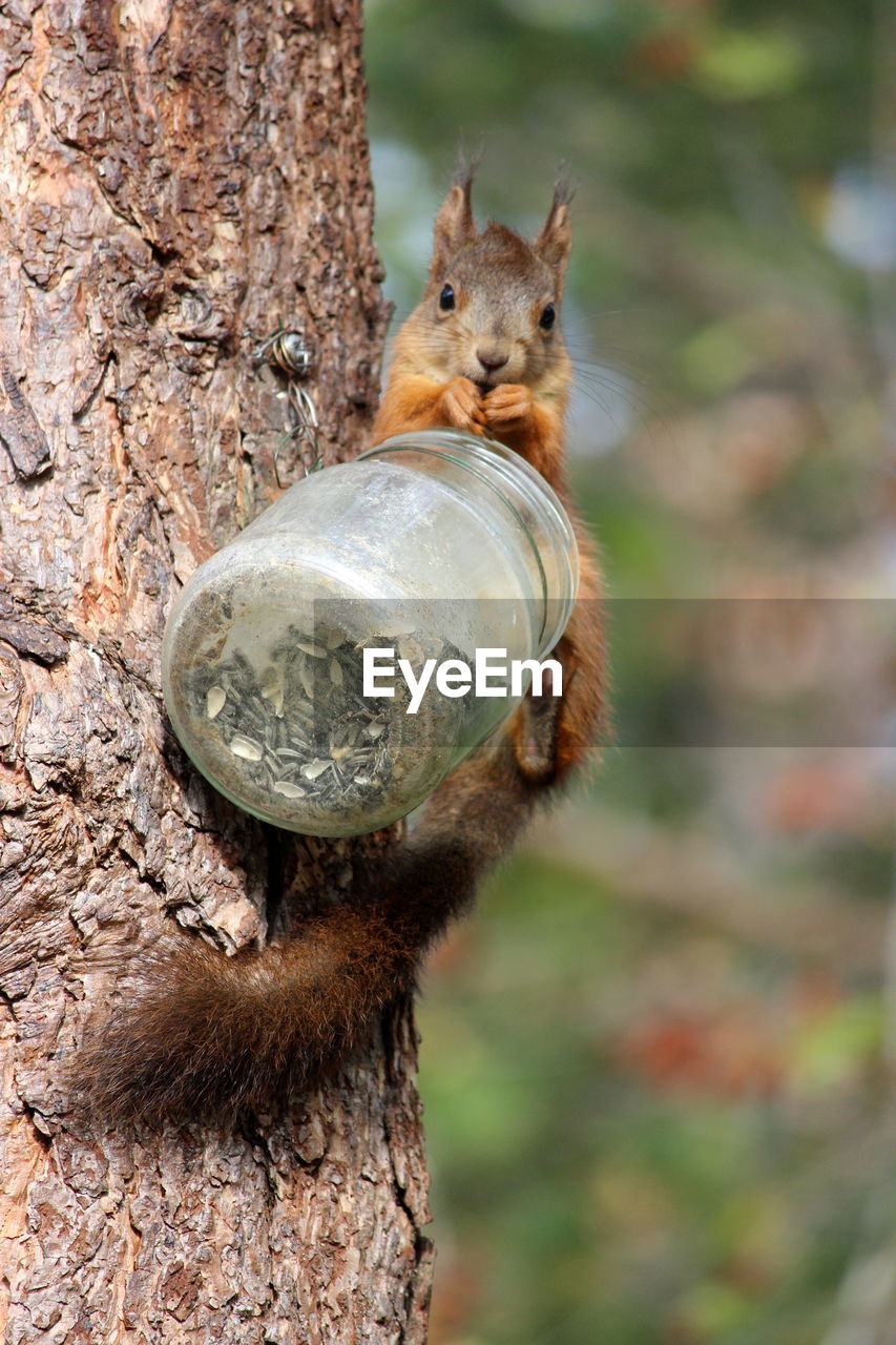 Close-up of squirrel on tree trunk