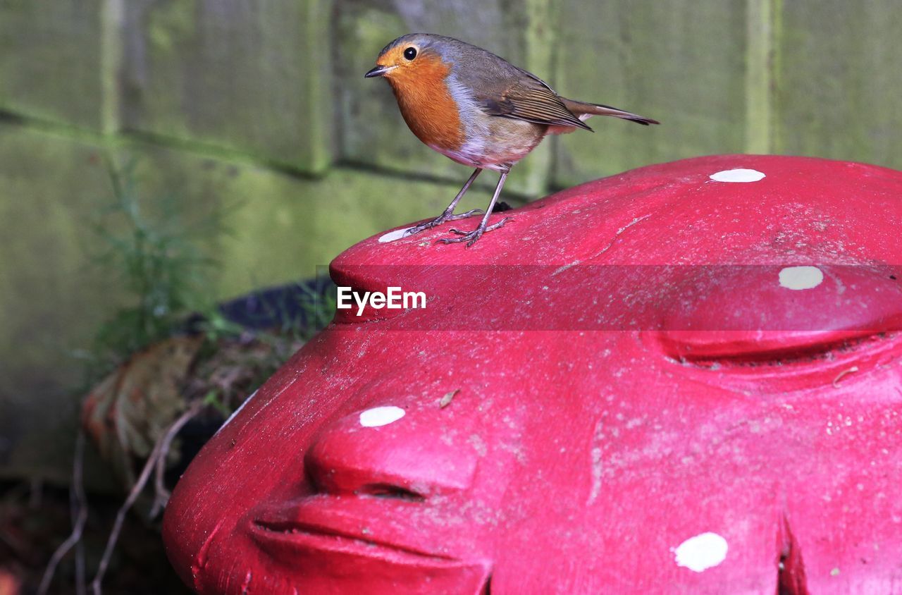 CLOSE-UP OF A BIRD PERCHING ON A PINK FLOWER