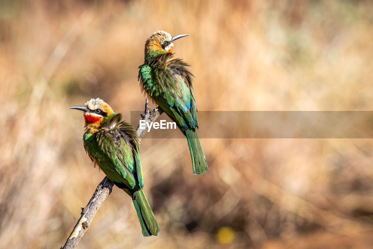 BIRD PERCHING ON BRANCH