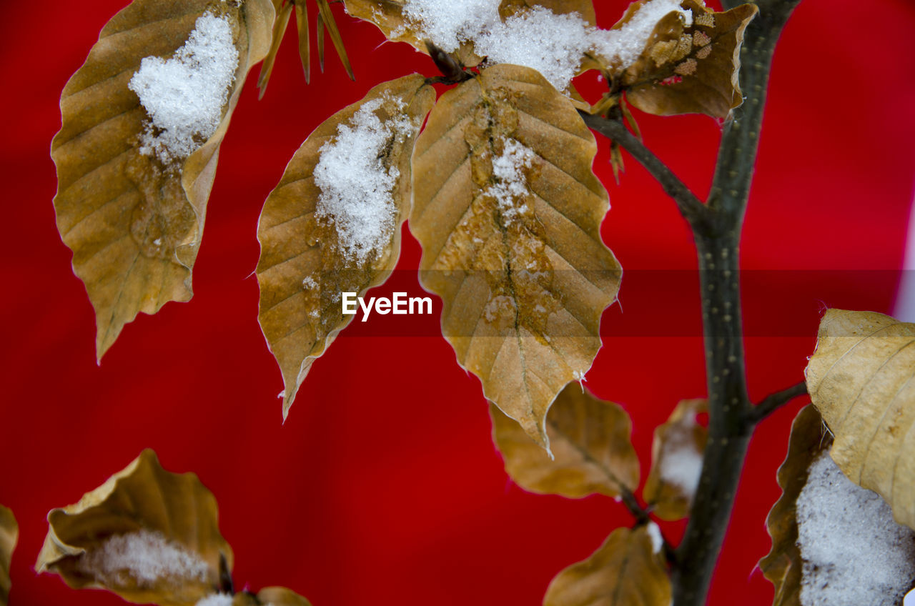 Close-up of snow on dry leaves