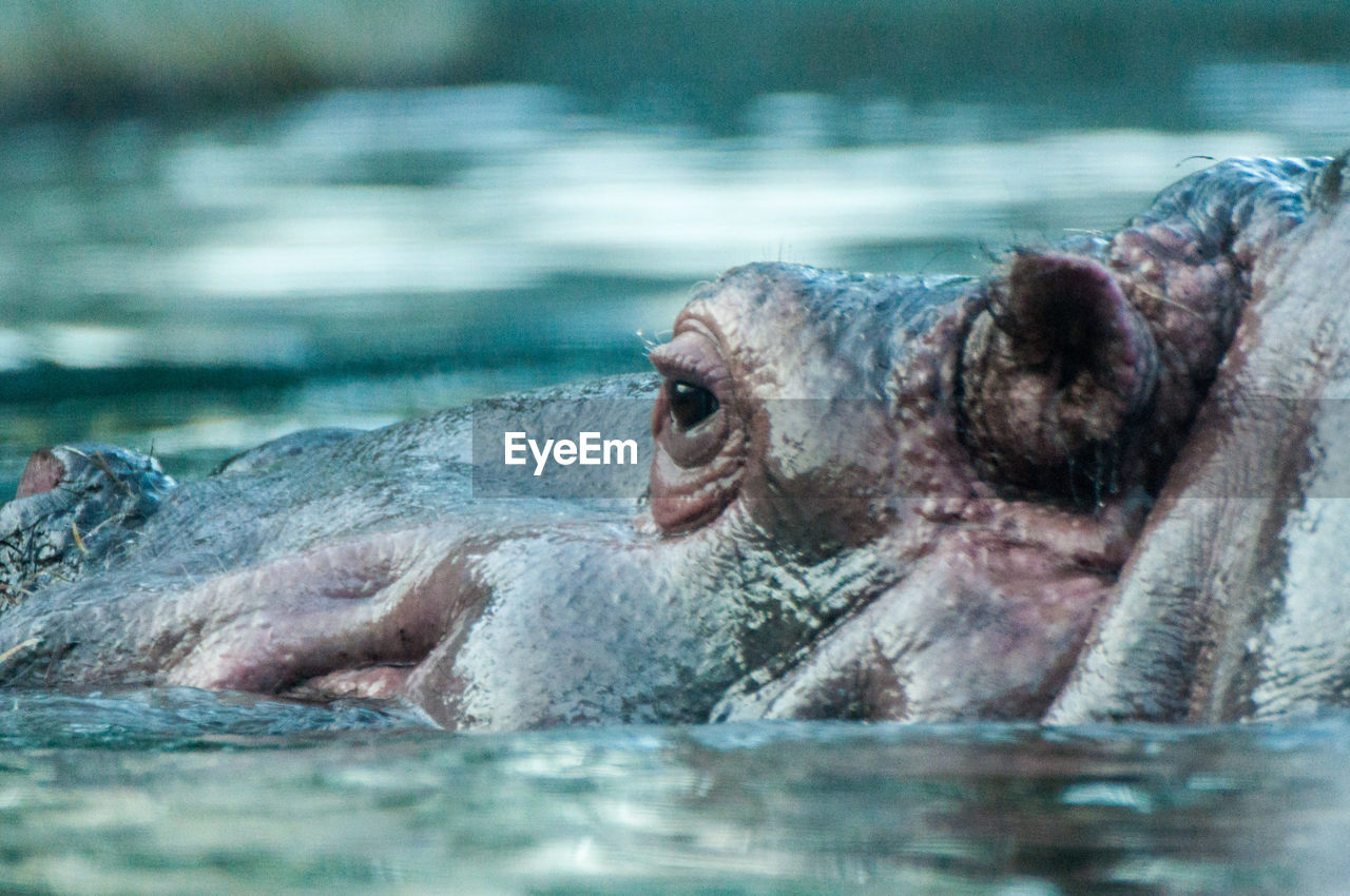 CLOSE-UP OF TURTLE SWIMMING ON LAKE