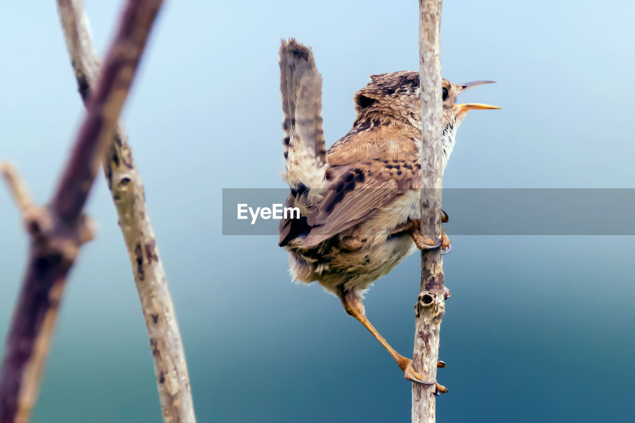 CLOSE-UP OF SPARROW PERCHING ON TREE AGAINST SKY