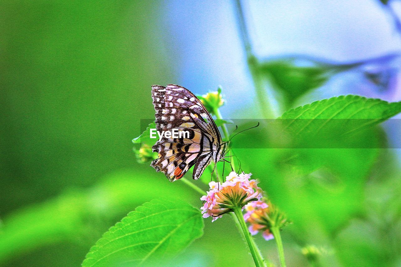 BUTTERFLY POLLINATING ON FLOWER