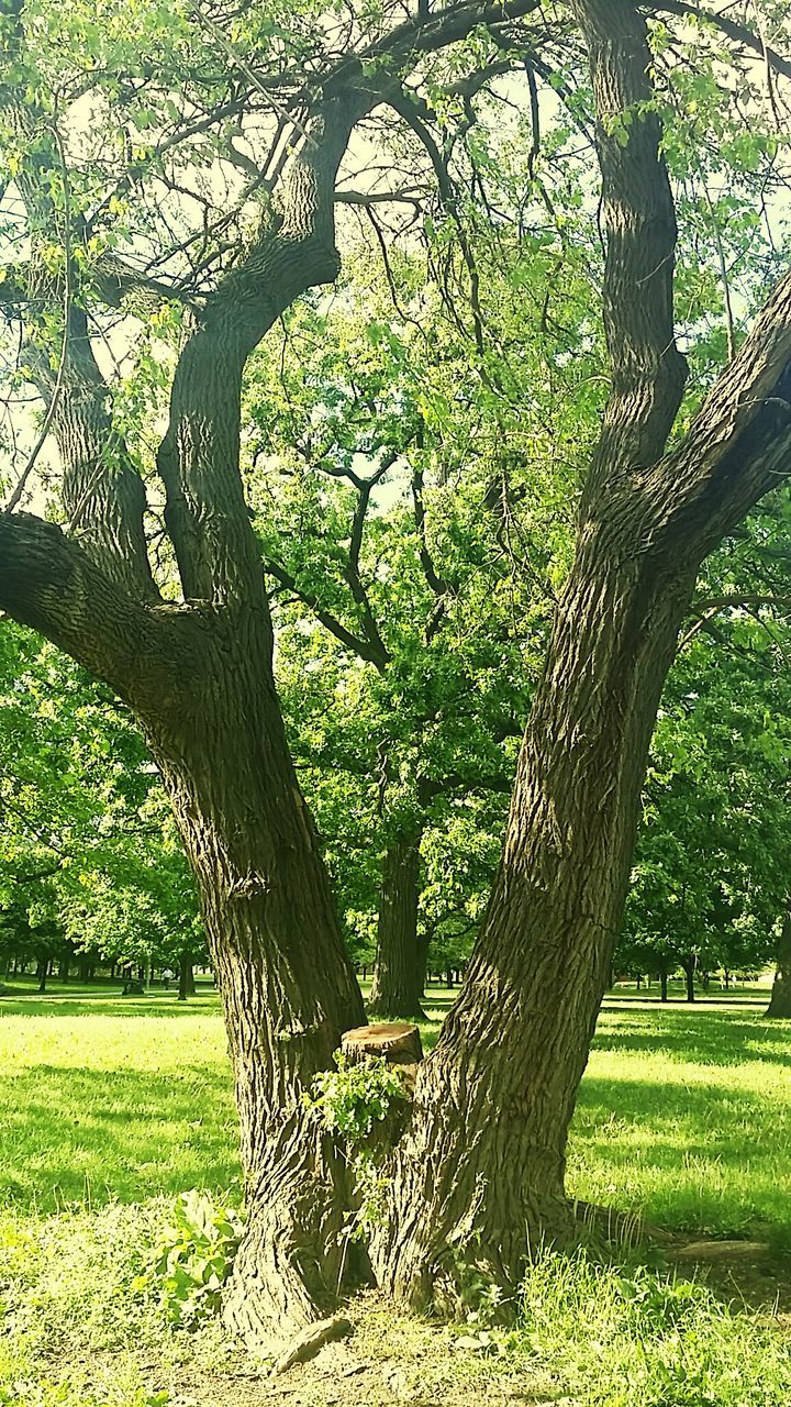 TREES ON GRASSY FIELD IN PARK