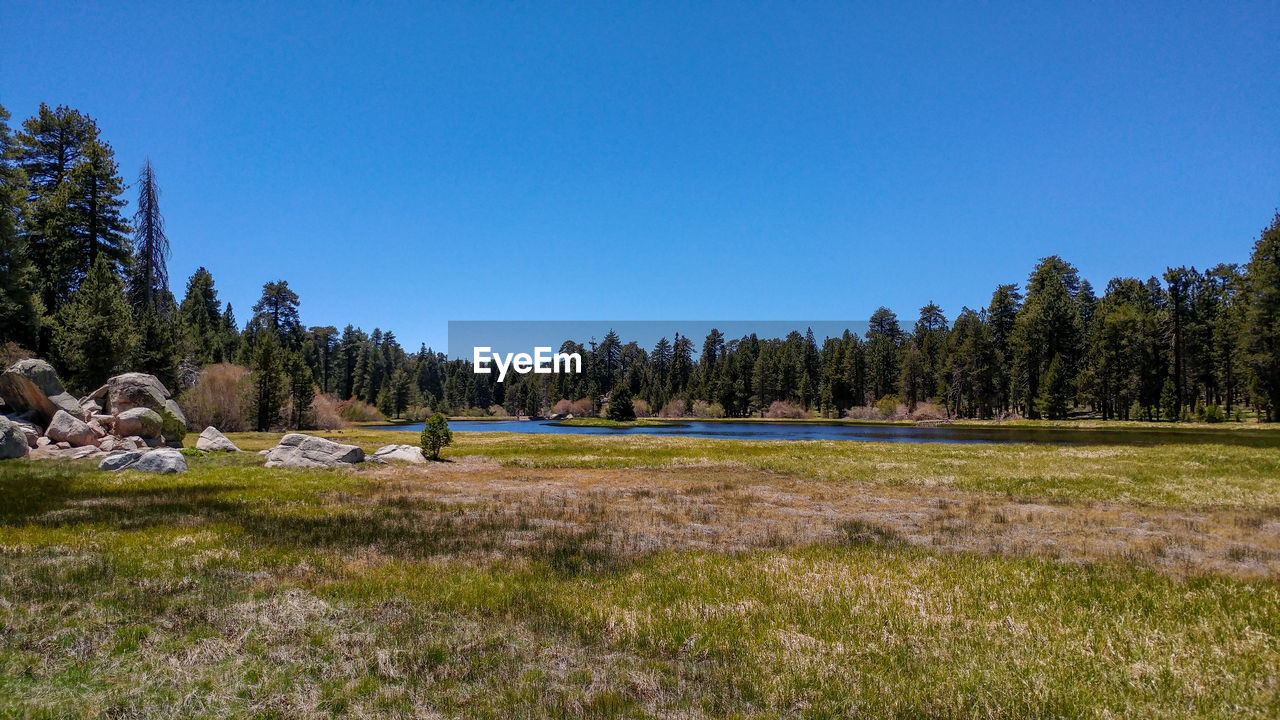 SCENIC VIEW OF FIELD AGAINST CLEAR SKY
