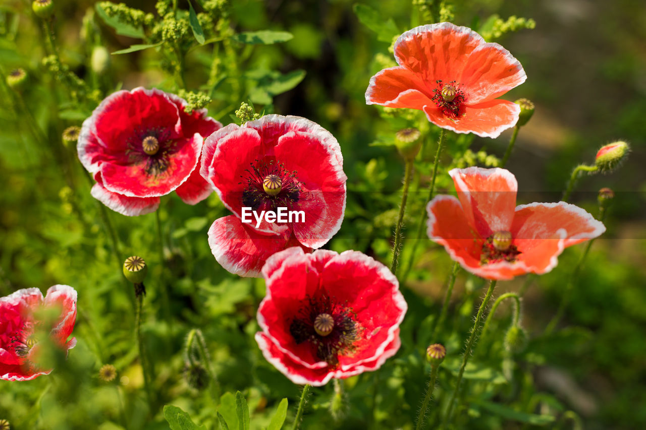 CLOSE-UP OF RED POPPY FLOWERS