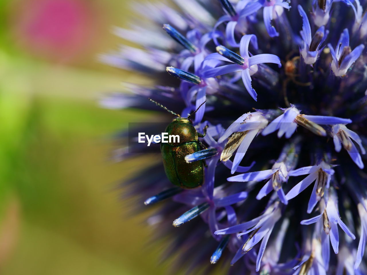 CLOSE-UP OF PURPLE FLOWERING PLANTS