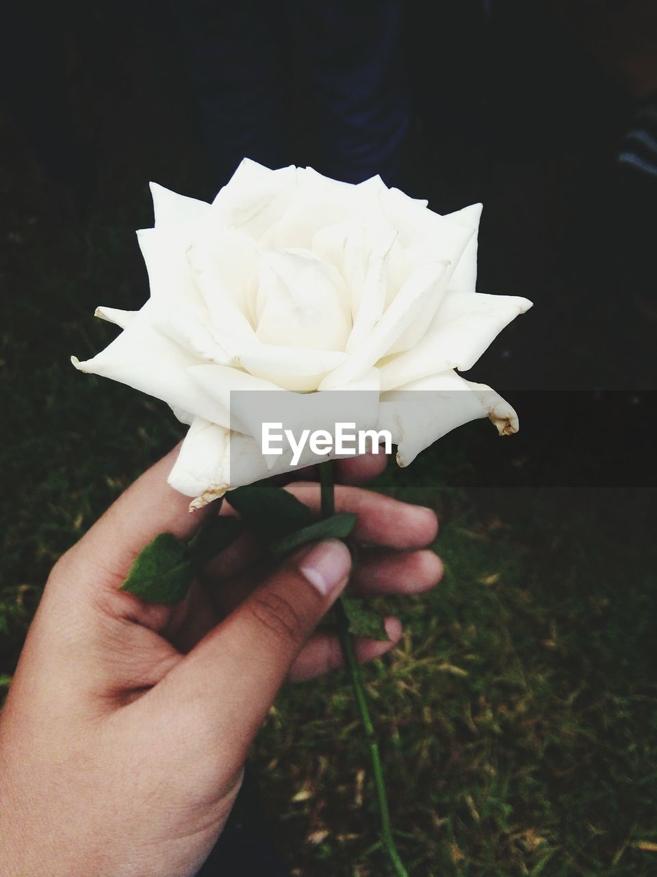 CLOSE-UP OF HAND HOLDING FLOWER