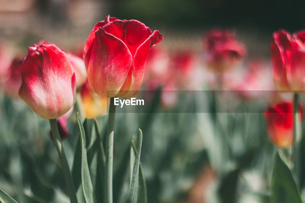 Close-up of red tulips blooming outdoors