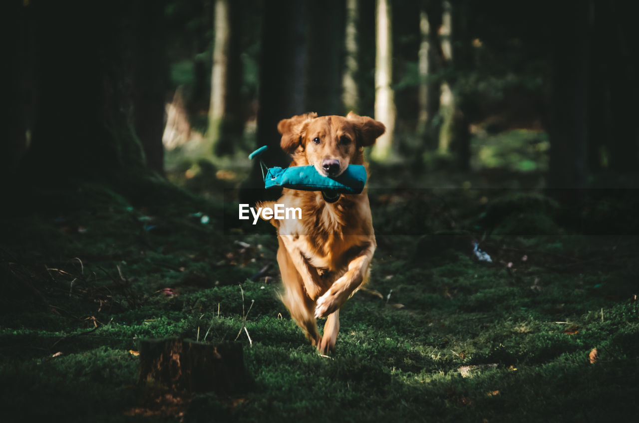 Dog running on field