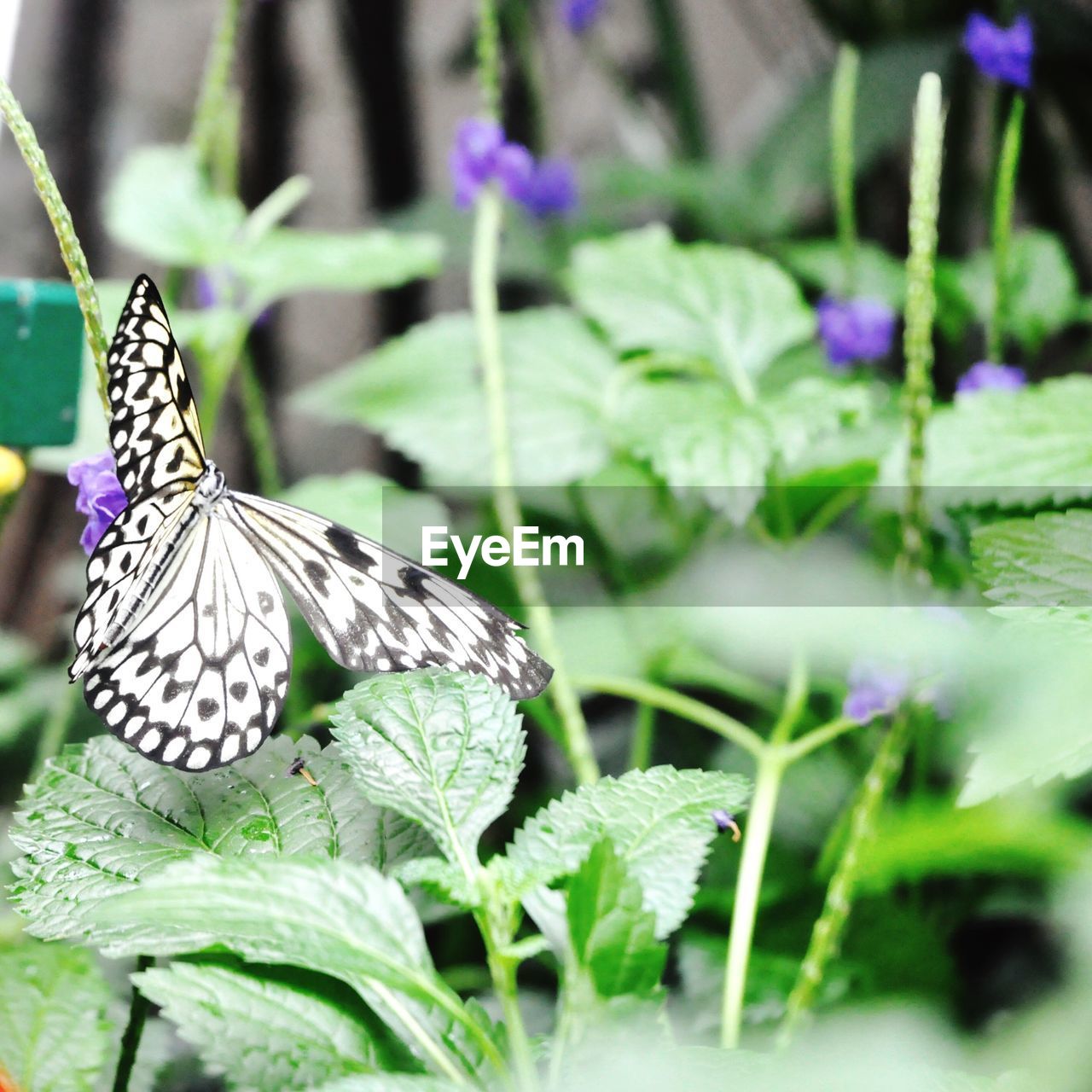 Close-up of butterfly perching on flower