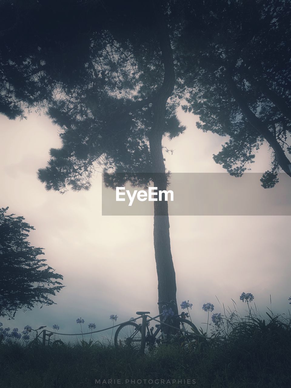 SILHOUETTE TREES BY PLANTS ON FIELD AGAINST SKY