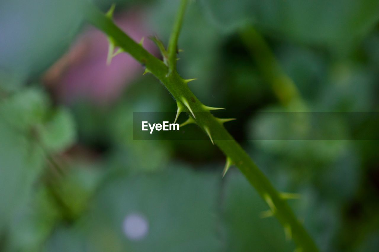 CLOSE-UP OF FRESH GREEN LEAF